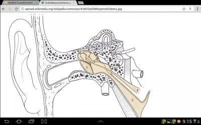 L'oreille est un organe complexe form entre autres d'os minuscules. Parmi ces quatre propositions, l'une est bonne. Laquelle ?