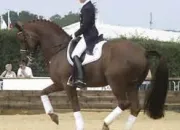 Quiz Les figures de dressage