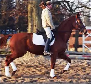 Le cheval marche en levant, haut, ses membres.