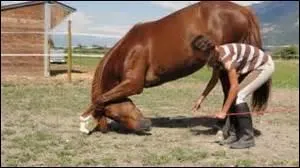 Le cheval a les antrieurs tendus et la tte entre les jambes.