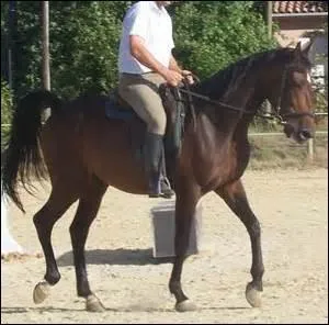 Comment s'appelle ce mouvement au pas quand le cheval marche, et qu'il tend ses antrieurs loin devant ?