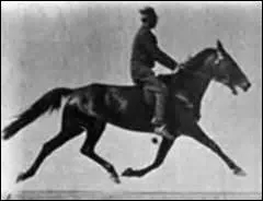 Comment s'appelle cette allure ? Le cheval se dplace par dplacement latral. Voir photo.