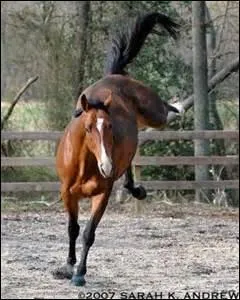 Comment s'appelle cette figure ? Le cheval lve son avant-main puis dtache une ruade en l'air avant de retomber au sol.