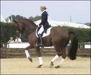 Quiz Chevaux