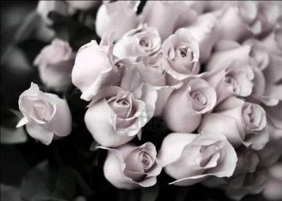 Qu'est-il d'usage d'offrir si vous avez choisi moins de dix roses ?