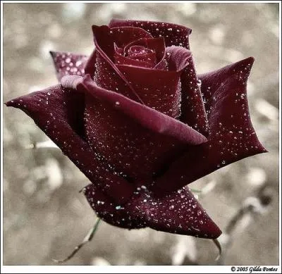 De quelle couleur tait la rose de Woody Allen ?