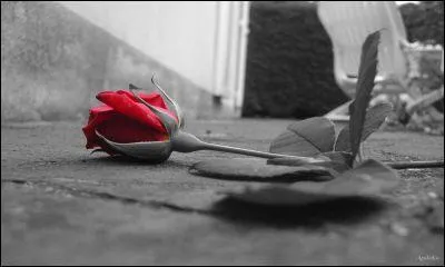 De qui parlait Franois de Malherbe en disant  Et rose, elle a vcu ce que vivent les roses, l'espace d'un matin  ?