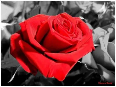 Nous allons mettre cette rose clbre dans un vase de cristal. Nous pourrons donc admirer :