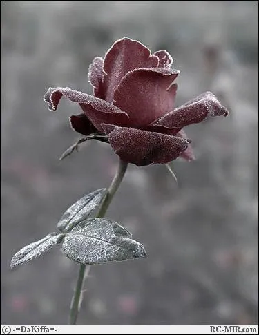 Quel est ce film ralis par Jean Jacques Annaud ?