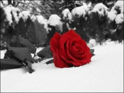 Quel parti politique franais est symbolis par la rose rouge ?