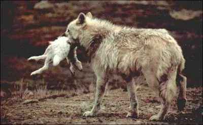  quel ge les loups commencent-ils  chasser ?