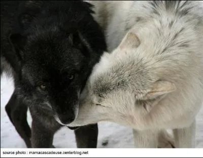 Que font les loups pour saluer le chef du groupe ?