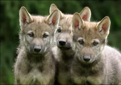  combien de louveteaux la louve donne-t-elle naissance ?