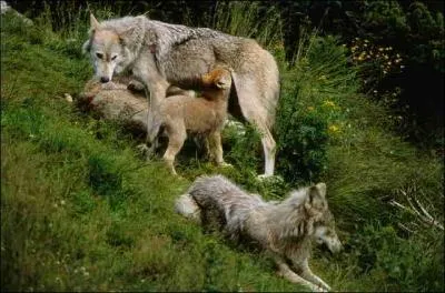 Combien de temps la louve allaite-t-elle ses petits ?