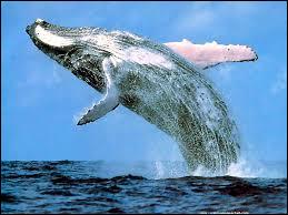 Quelle est la race de baleine la plus grande ?