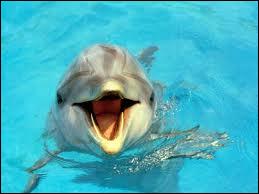 Les dauphins sont utilisés principalement pour ...