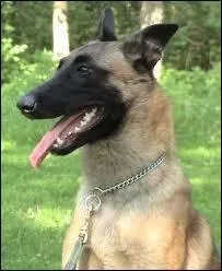 Les malinois sont des chiens utilis�s principalement pour ...