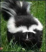 Est-ce une moufette ou un putois ?