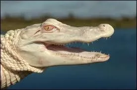 Comment appelle-t-on les animaux qui naissent anormalement blancs ?