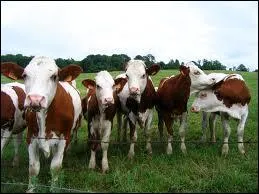 La ville  Lesvaches  existe-t-elle ?