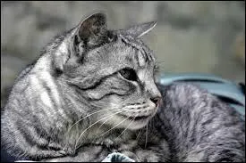 D'ailleurs, un chat aurait bien voulu remplacer le pre de ces 3 adorabilits, qui ?