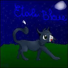 Alors tout d'abord, quel est le nom de chaton d'toile Bleue ?