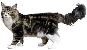 La future toile Bleue fut tout de mme un peu due car elle aurait beaucoup voulu entraner un autre apprenti, lequel ?