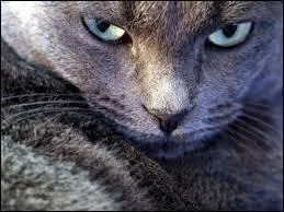 Flicitation, la future toile Bleue a enfin reu son nom de guerrire. Alors, comment se nomme-t-elle  prsent ?