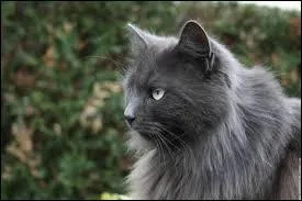 Mais  ct de toutes ces btises, toile Bleue a une famille sur qui elle peut compter, comme sa mre. D'ailleurs, comment se nomme cette dernire ?