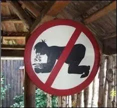 Veau +  gomme-rsine produite par un arbre d'Arabie  :