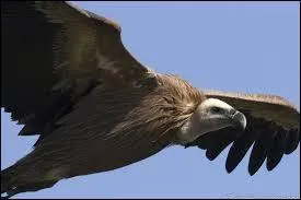 Veau +  immeuble de grande hauteur  :