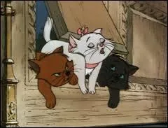 Comment s'appellent les chatons ?