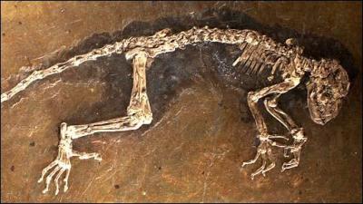 Un fossile prend 100 ans pour se fossiliser