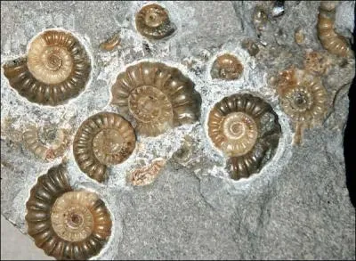  Fossile  vient du verbe latin  fodere .