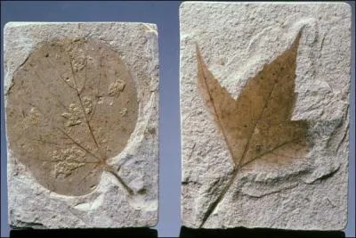 Une feuille peut se fossiliser