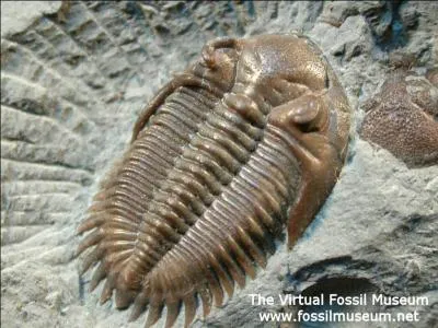Le trilobite est ... que les dinosaures.