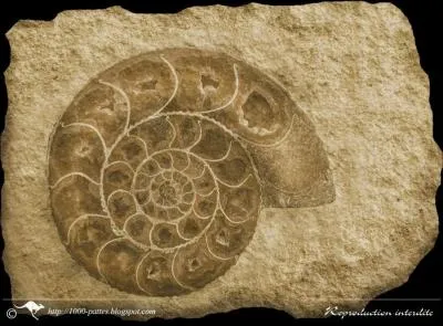 L'ammonite et le trilobite ont inspir...