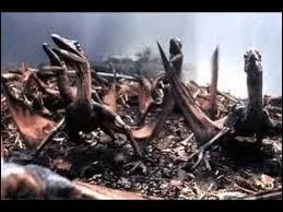 Est-ce que les dinosaures volants sont les anctres des oiseaux ?