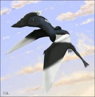 Quel oiseau a t dcouvert par une fille de 5 ans ?