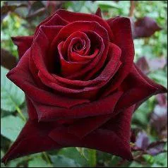 Connaissez-vous cette belle rose rouge ? Quel nom porte-t-elle ?