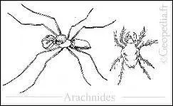 Laquelle de ces bestioles possde 8 pattes ?