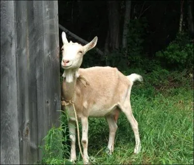 Comment s'appelle la chvre de Prim ?