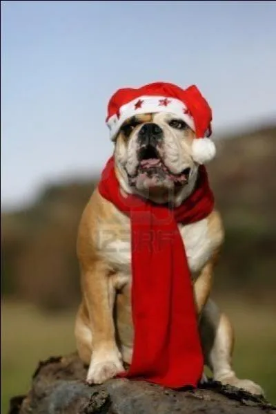 Quelle est la race de celui-ci ?