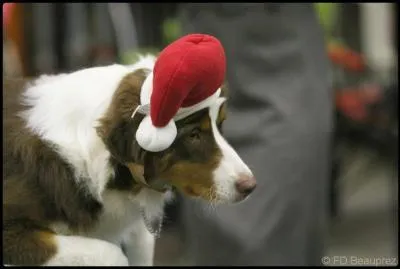 Comment qualifierez-vous ce chien bien mignon avec son petit pompon ?