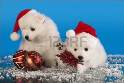 Quels sont ces chiots dont la couleur de la robe peut varier, quand ils ne portent pas celle du Pre Nol ?