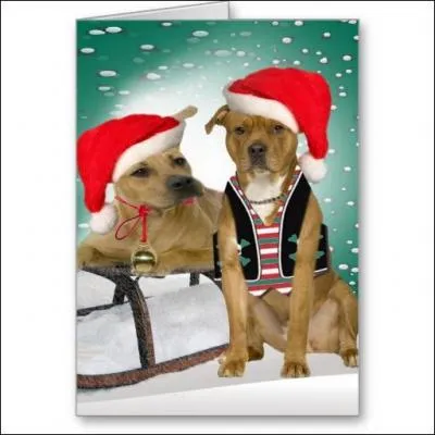 Voici deux pitbulls, je vous donne leur nom. Mais connaissez-vous la diffrence entre un pitbull et un yorkshire ?