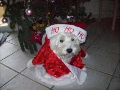 Reconnaissez-vous ce chien sous sa jolie cape rouge ?