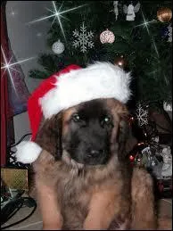 C'est un chiot qui vous apportera autant de cadeaux que le vrai Pre-Nol :