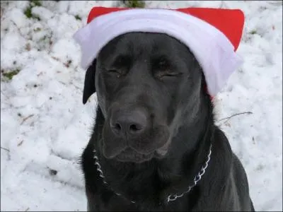 Reconnaissez-vous ce Pre-Nol qui ressemble  un chien ?