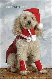 Un cadeau du Pre Nol !